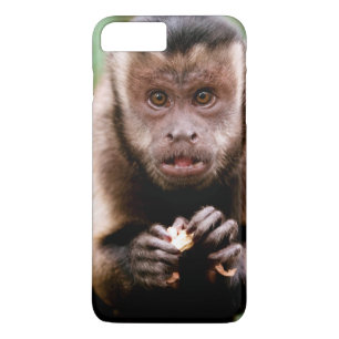 Close-up of a black-capped capuchin monkey iPhone 8 plus/7 plus case