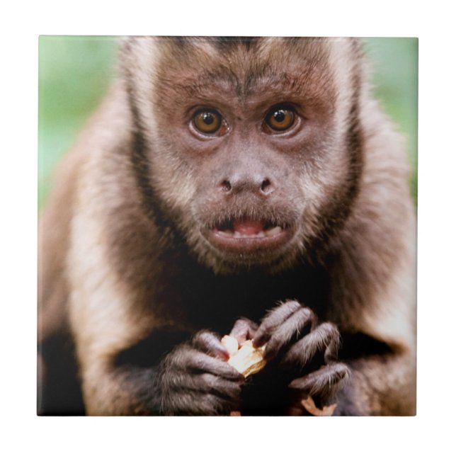 Close-up of a black-capped capuchin monkey ceramic tile (Front)