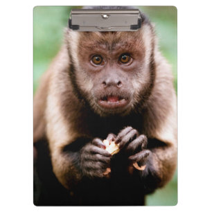 Close-up of a black-capped capuchin monkey clipboard