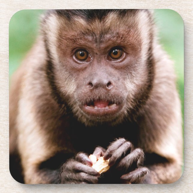 Close-up of a black-capped capuchin monkey drink coaster (Front)