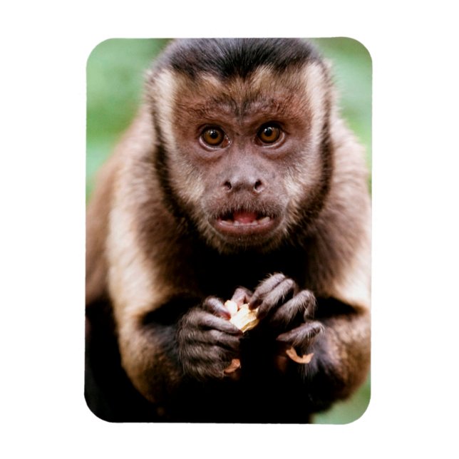 Close-up of a black-capped capuchin monkey magnet (Vertical)