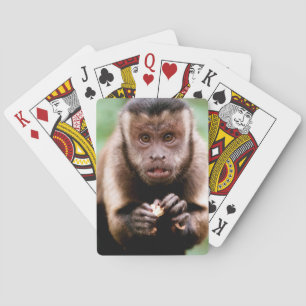 Close-up of a black-capped capuchin monkey poker cards