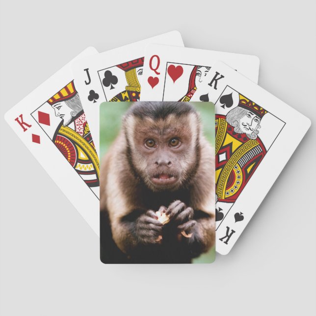 Close-up of a black-capped capuchin monkey poker cards (Back)