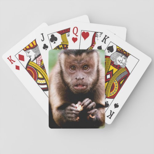 Close_up of a black_capped capuchin monkey poker cards