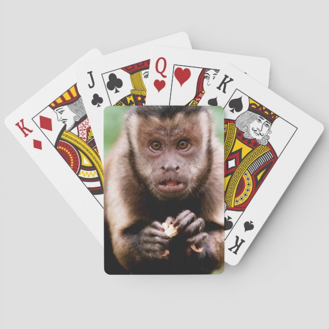 Close-up of a black-capped capuchin monkey poker cards (Back)
