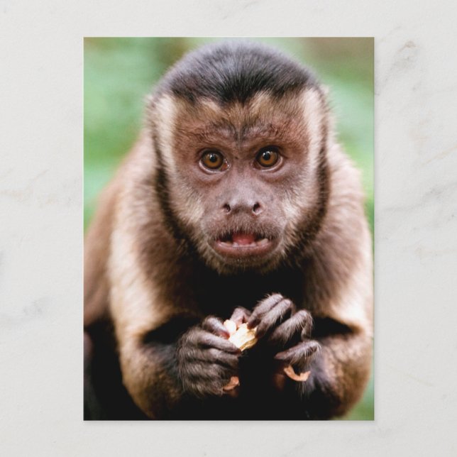 Close-up of a black-capped capuchin monkey postcard (Front)