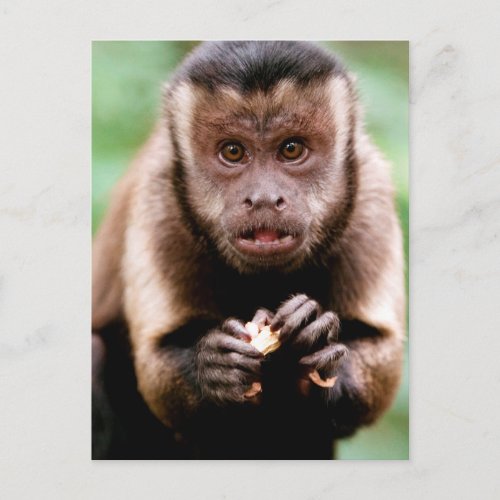 Close_up of a black_capped capuchin monkey postcard