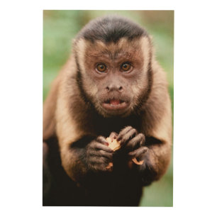 Close-up of a black-capped capuchin monkey wood wall art