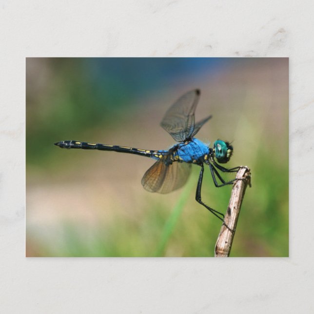 Close-Up Of A Blue Dragon Fly On A Branch Postcard (Front)