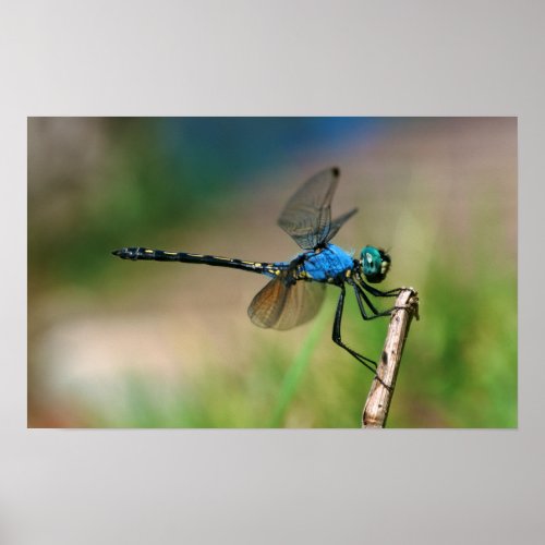 Close_Up Of A Blue Dragon Fly On A Branch Poster