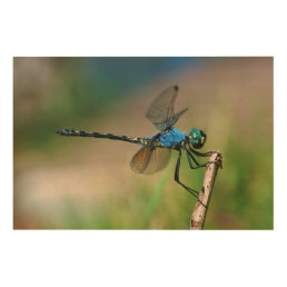 Close-Up Of A Blue Dragon Fly On A Branch Wood Wall Decor