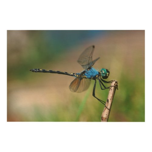 Close_Up Of A Blue Dragon Fly On A Branch Wood Wall Decor