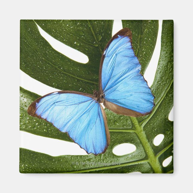 Close up of a Blue Morpho Butterfly on a palm Magnet (Front)