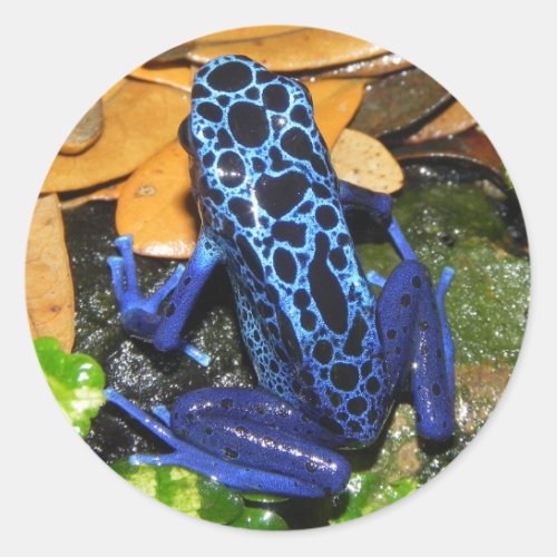 Close up of a Blue Poision Dart Frog Classic Round Sticker