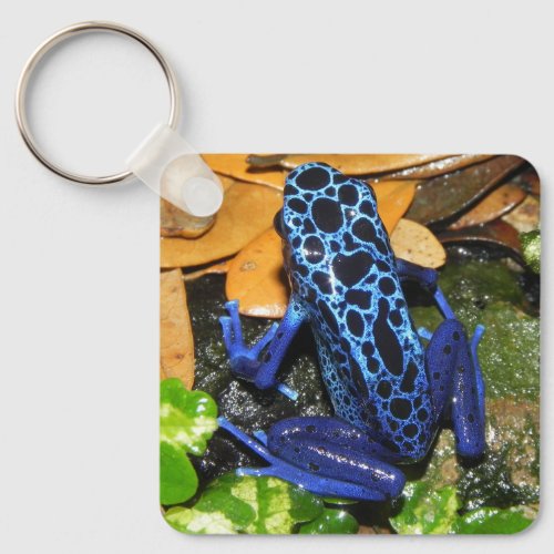 Close up of a Blue Poision Dart Frog Keychain