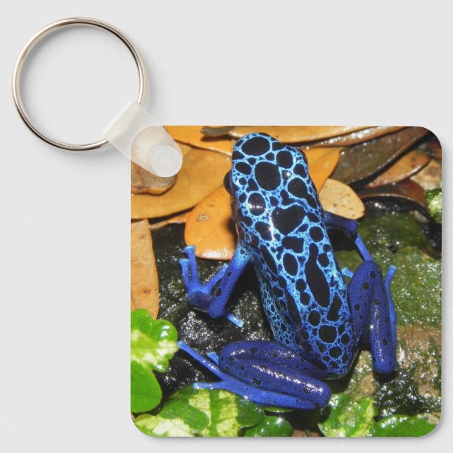 Close up of a Blue Poision Dart Frog Keychain (Front)
