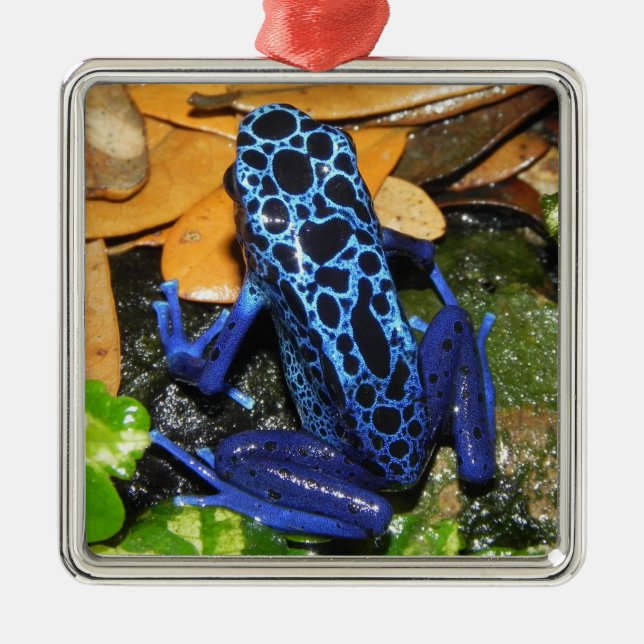 Close up of a Blue Poision Dart Frog Metal Ornament (Front)