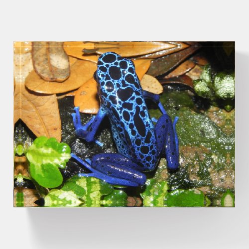 Close up of a Blue Poision Dart Frog Paperweight
