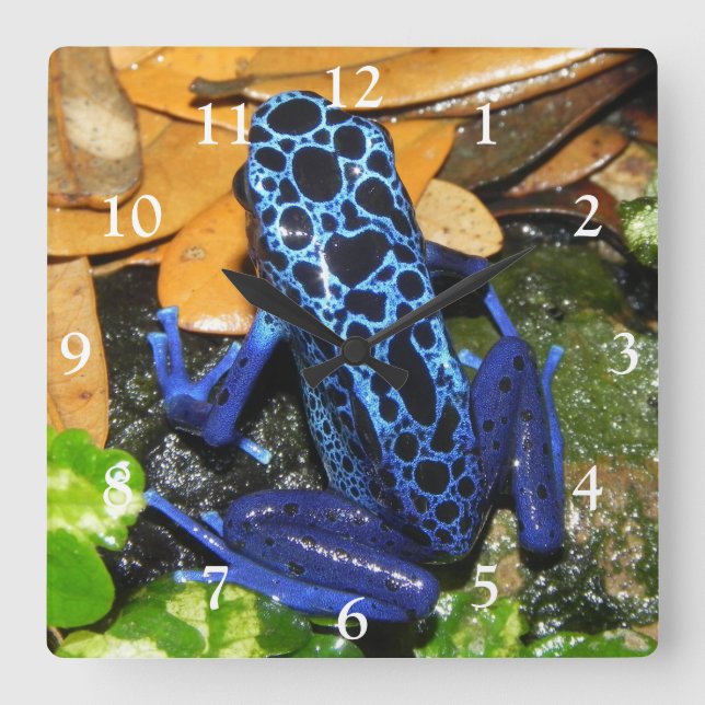 Close up of a Blue Poision Dart Frog  Square Wall Clock (Front)