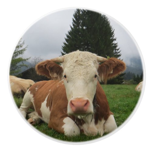 Close up of a brown and white cow laying down ceramic knob