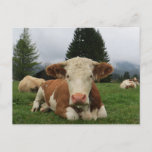Close up of a brown and white cow laying down postcard