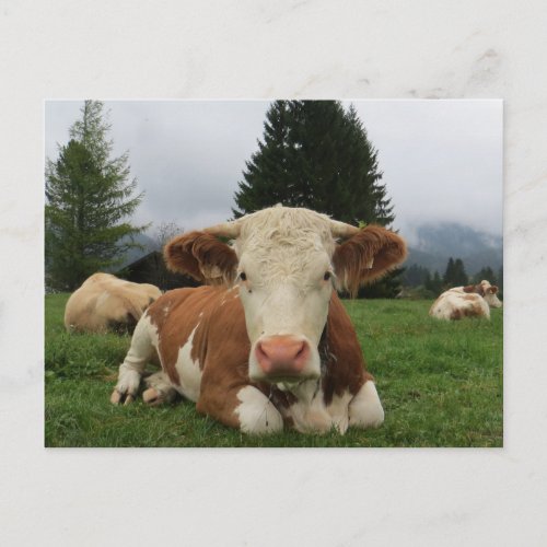 Close up of a brown and white cow laying down postcard