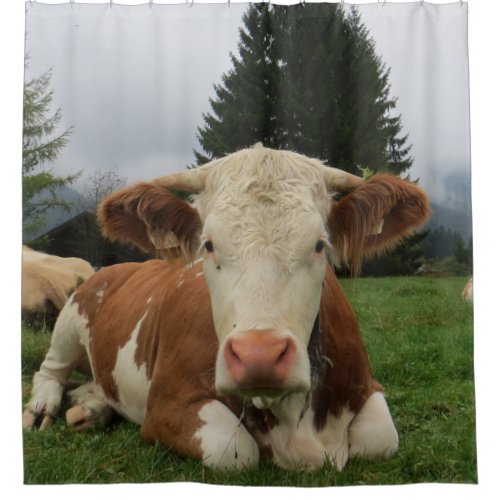 Close up of a brown and white cow laying down shower curtain