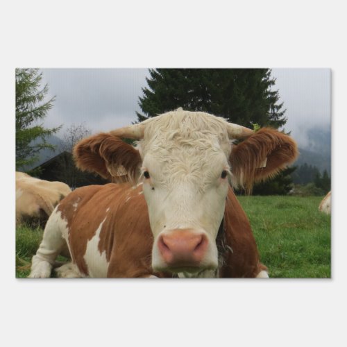 Close up of a brown and white cow laying down sign