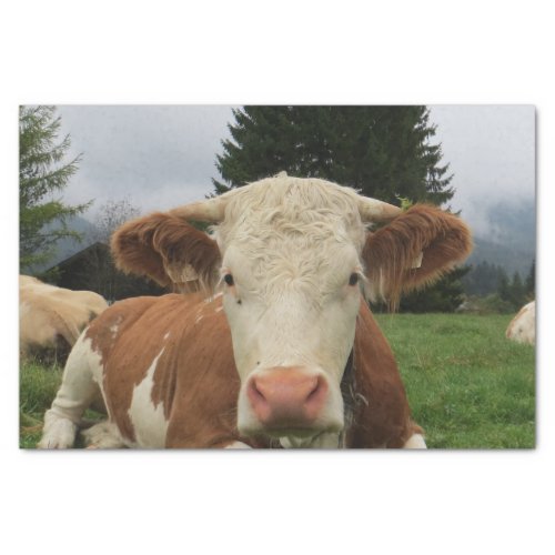Close up of a brown and white cow laying down tissue paper