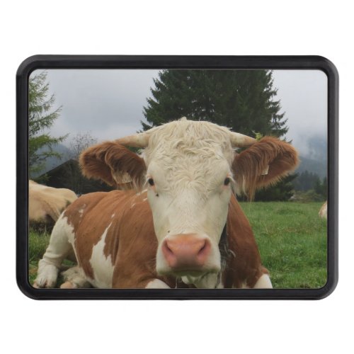 Close up of a brown and white cow laying down trailer hitch cover