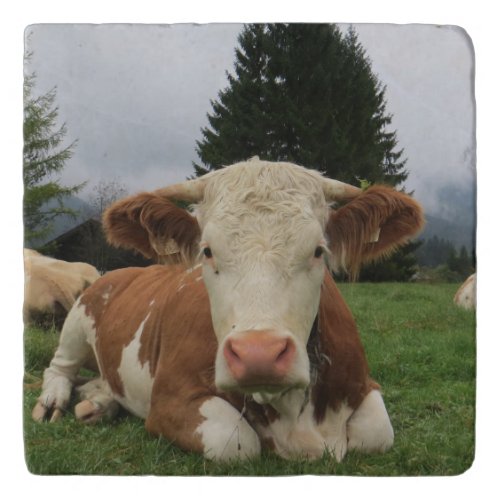 Close up of a brown and white cow laying down trivet