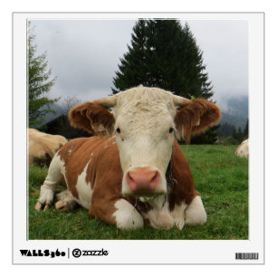 Close up of a brown and white cow laying down wall decal