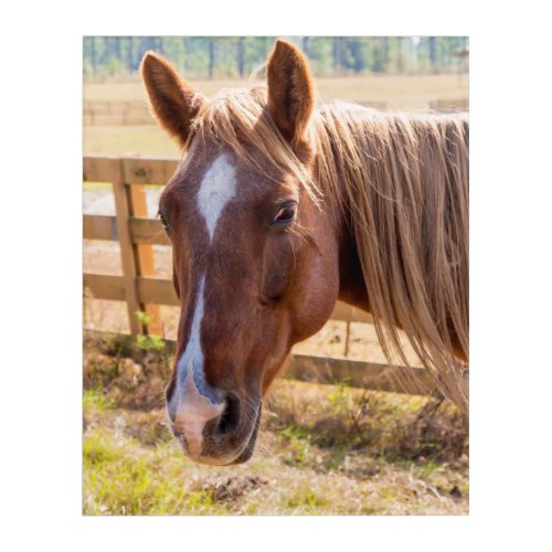 Close_Up of a Brown Horse on a Farm Acrylic Print