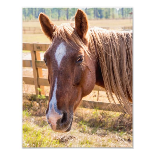 Close-Up of a Brown Horse on a Farm Photograph (Front)