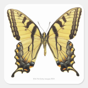 Close-up of a butterfly 2 square sticker