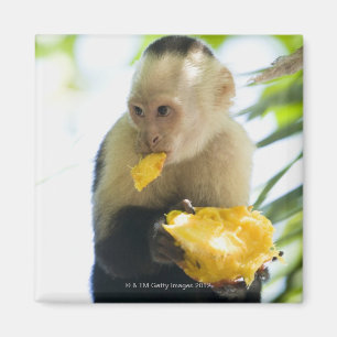 Close-up of a capuchin monkey eating a fruit magnet