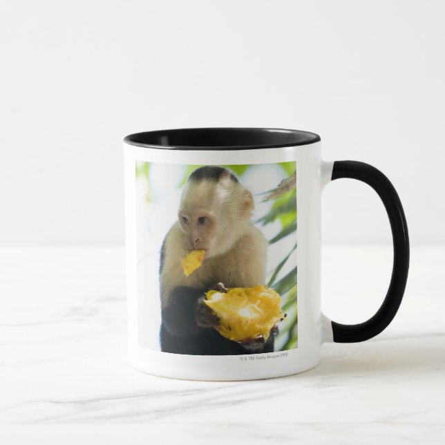 Close-up of a capuchin monkey eating a fruit mug (Right)