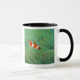 Close up of a clown anemone fish, Okinawa, Japan Mug