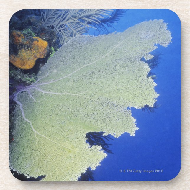Close-up of a Common Sea Fan Beverage Coaster (Front)
