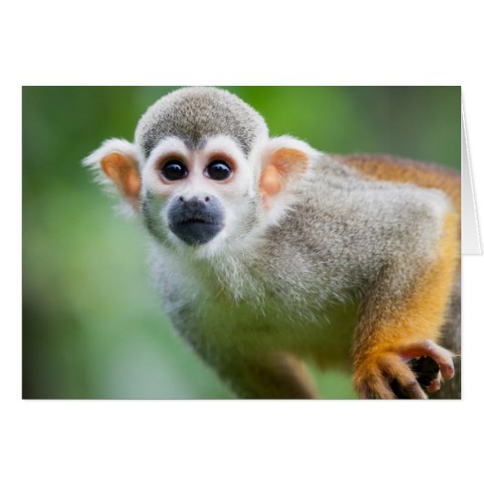 Close-up of a Common Squirrel Monkey Cards (Front Horizontal)