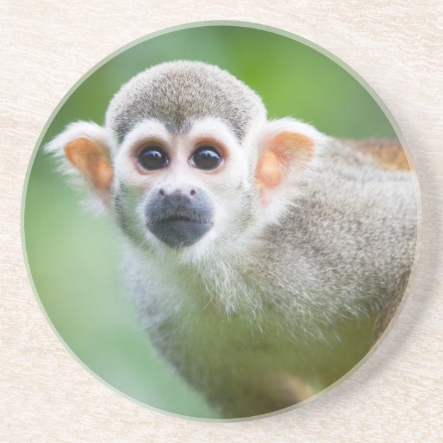 Close-up of a Common Squirrel Monkey Drink Coaster (Front)