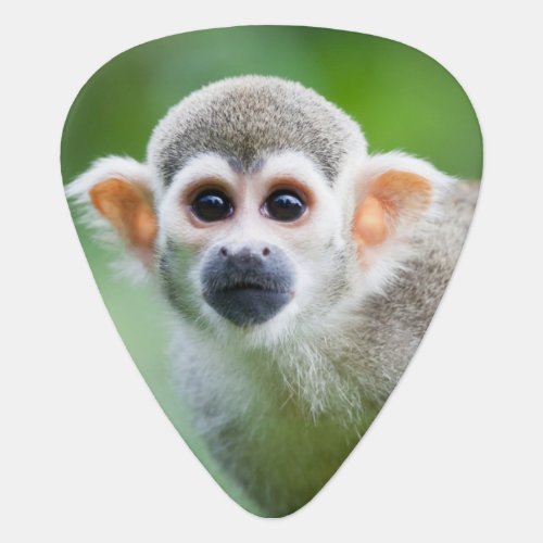 Close_up of a Common Squirrel Monkey Guitar Pick