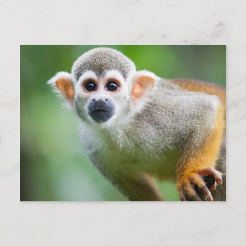 Close_up of a Common Squirrel Monkey Postcard