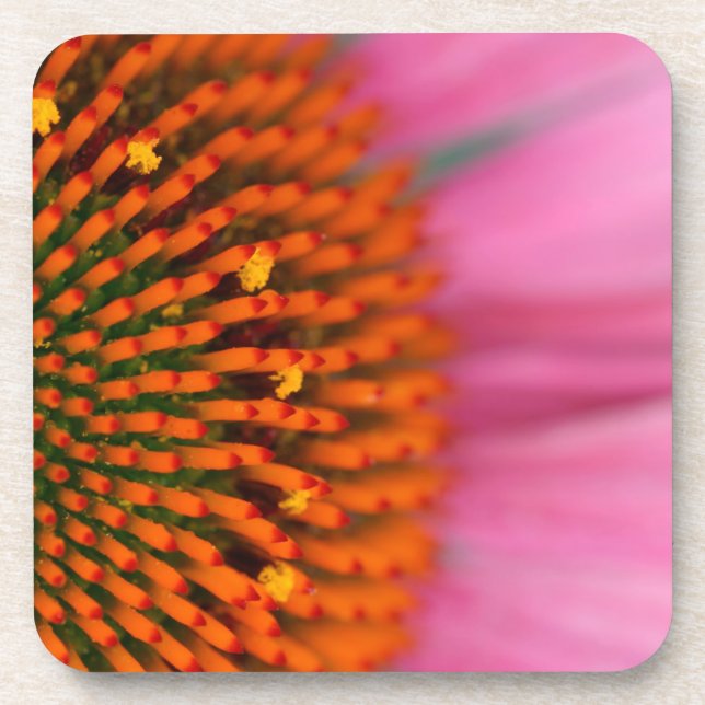 Close-up of a Cone Flower in the summertime, Drink Coaster (Front)
