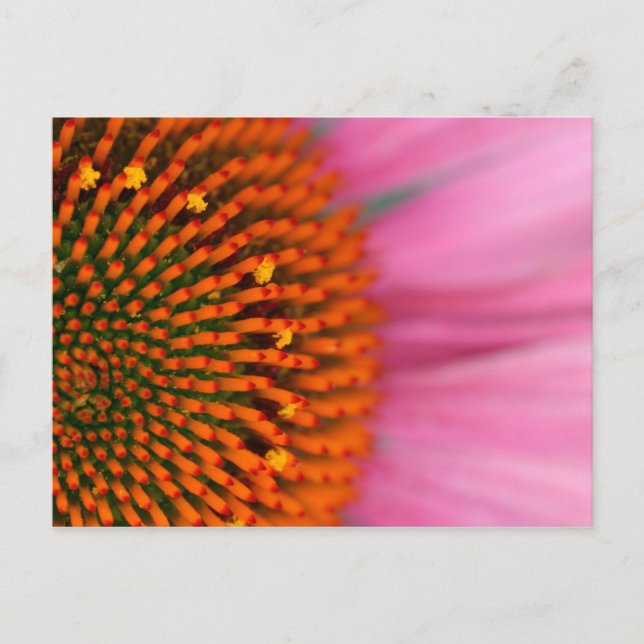 Close-up of a Cone Flower in the summertime, Postcard (Front)