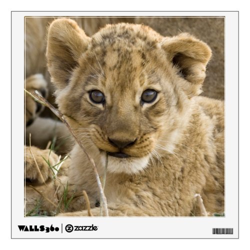 Close_Up of A Cute Lion Cub Wall Decal