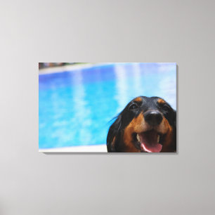 Close-up of a Dachshund dog panting Canvas Print