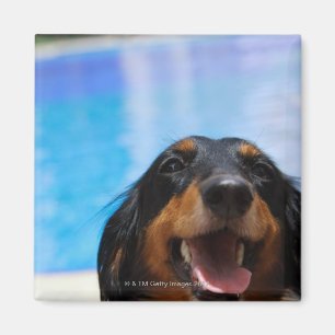Close-up of a Dachshund dog panting Magnet