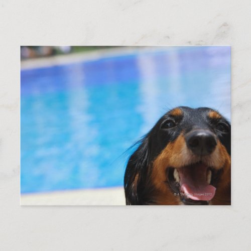 Close_up of a Dachshund dog panting Postcard