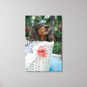 Close-up of a Dachshund dog sitting in a basket Canvas Print